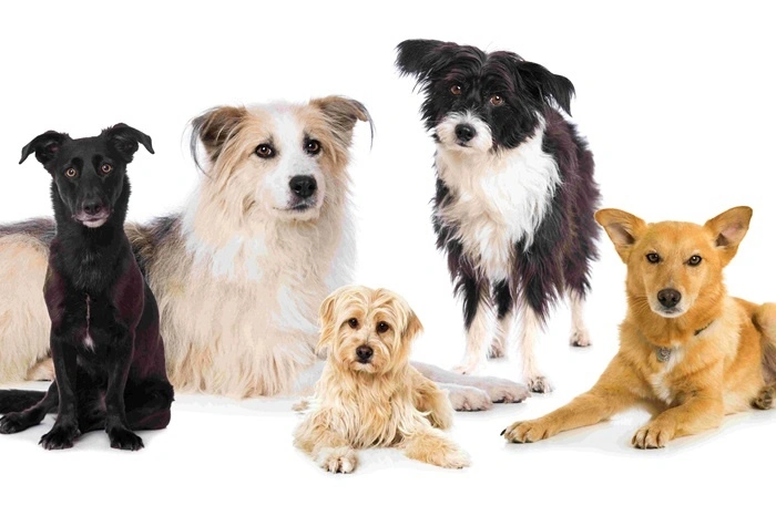 Top 5 Most Popular Dog Breeds 2024